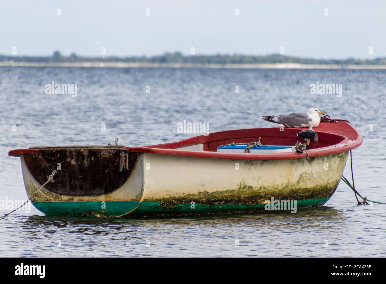 A singular seagull is sitting on small fisher boat at the Baltic Sea in Germany. Royalty free stock photo. Stock Photo