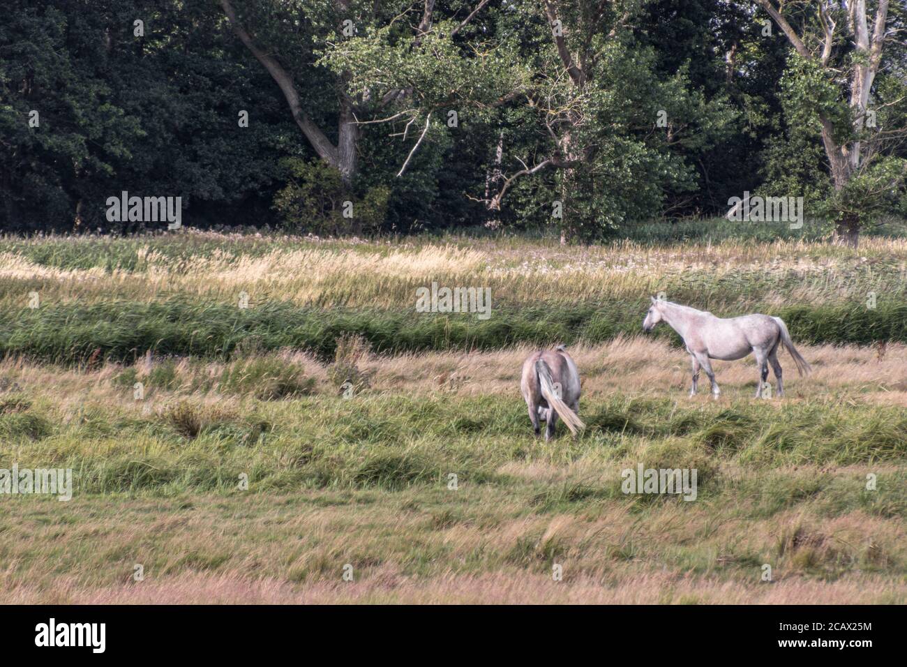 Two white horses are grazing in a wide field in front of a forest in Northern Germany. Royalty free stock photo. Stock Photo