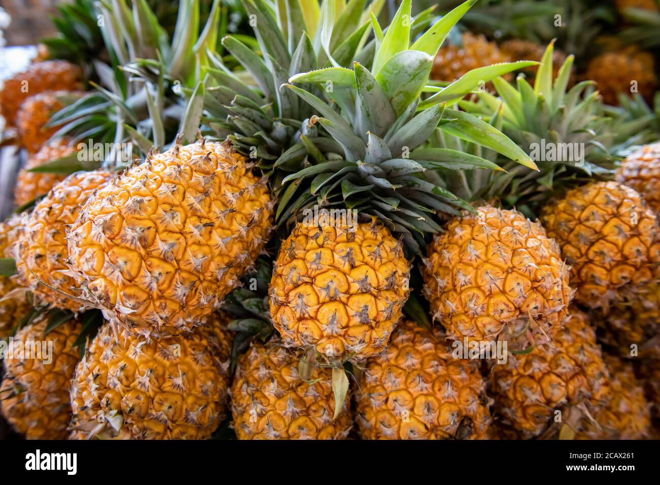 Fresh Pineapple (Ananas comosus) for sale at local market in Riviera Nayarit, Mexico Stock Photo