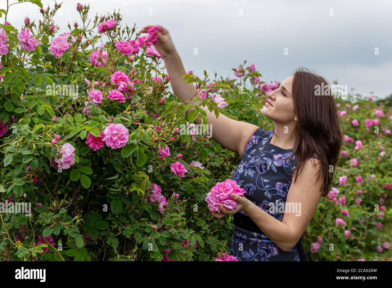 Young gril holding and smelling the bulgarian pink rose in a garden with  beautiful sky in the background Stock Photo - Alamy