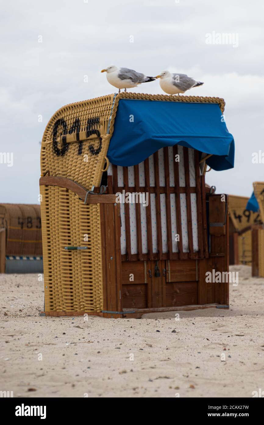 Cozy wicker beach chair in Germany with two fat seagulls sitting ontop of it. Royalty free stock photo. Stock Photo