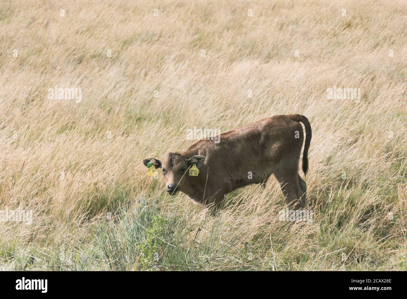 A brown calf is standing in a field of high grass looking at the camera. Royalty free stock photo. Stock Photo
