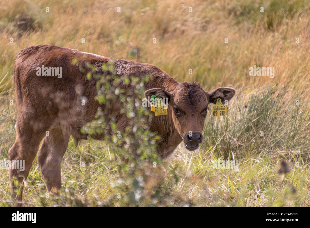 A brown calf is chewing grass in a field of high grass, while looking at the camera. Royalty free stock photo. Stock Photo