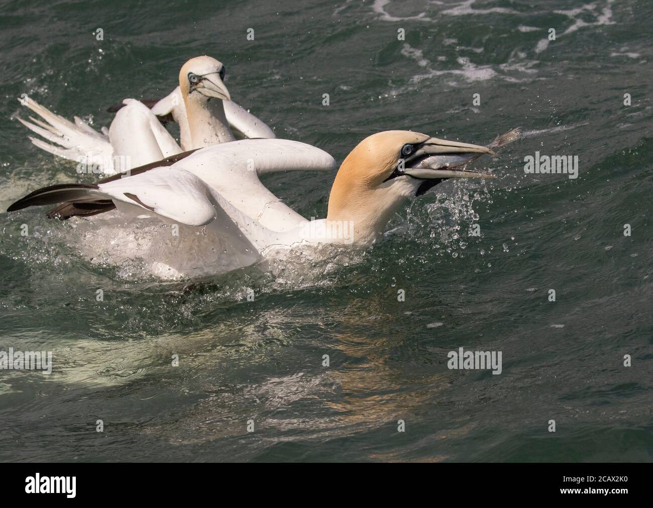 Gannet with Fish Stock Photo