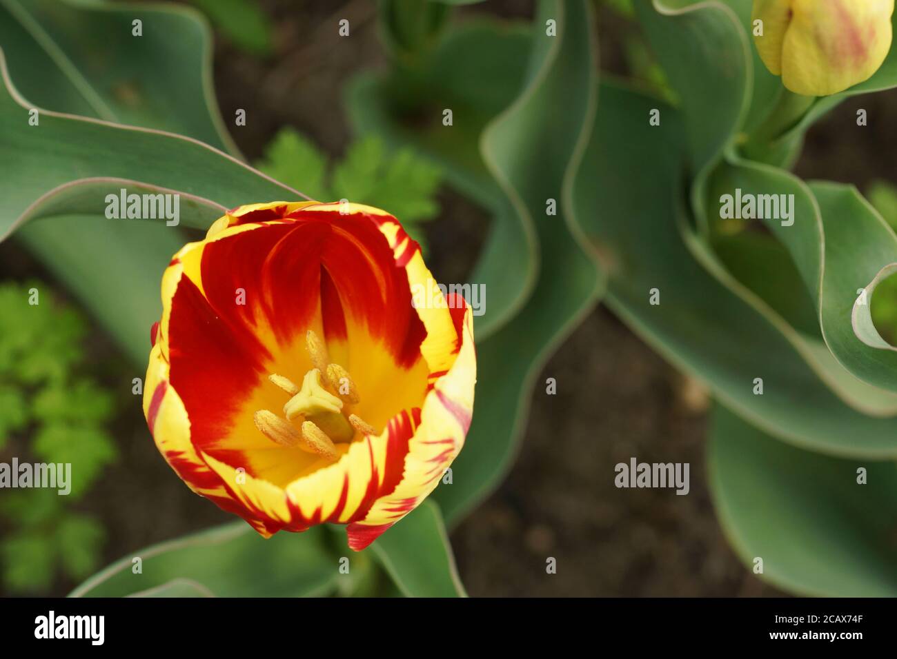 May in the botanical garden, interior of a red yellow tulip flower in ...