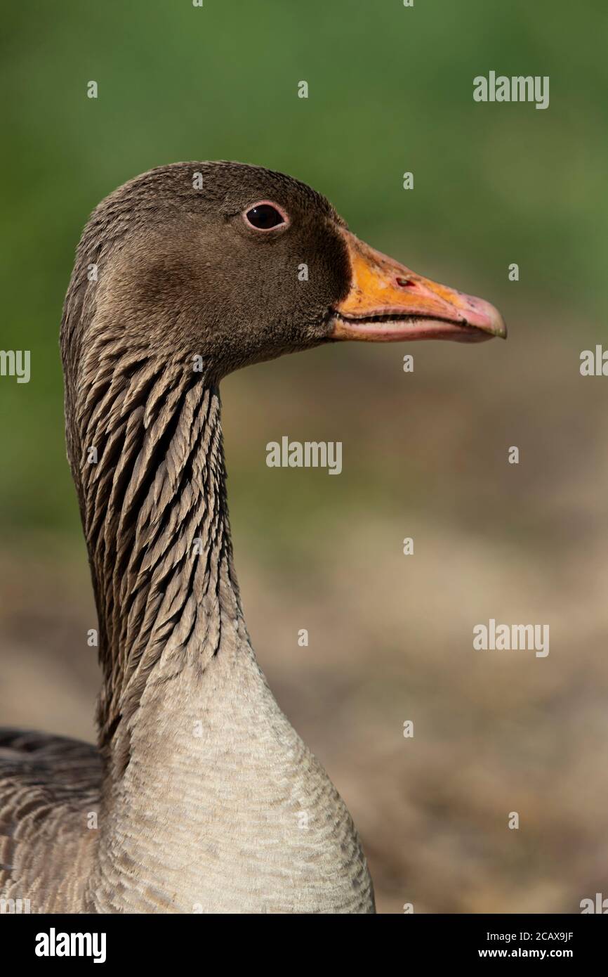 Goose hunt hi-res stock photography and images - Alamy