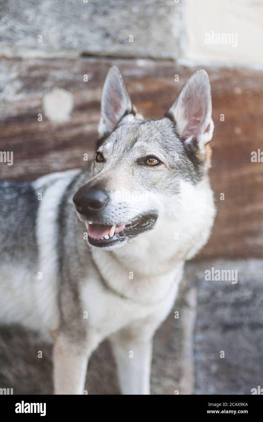 Portrait of an beautiful Czechoslovak Wolfdog, wall background Stock Photo