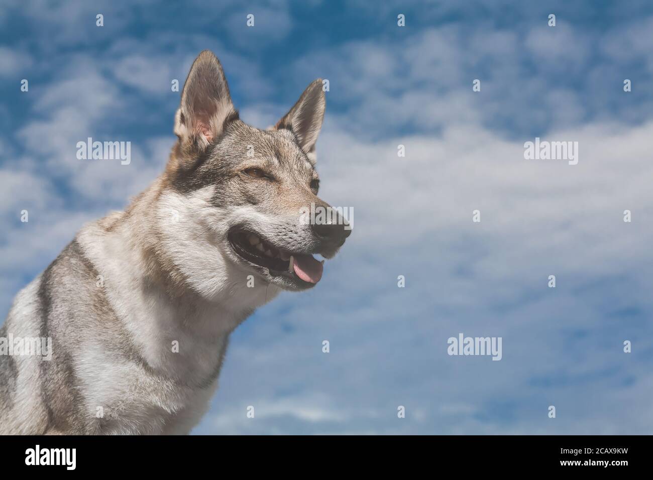 Portrait of an beautiful Czechoslovak Wolfdog, blue sky background, from below Stock Photo