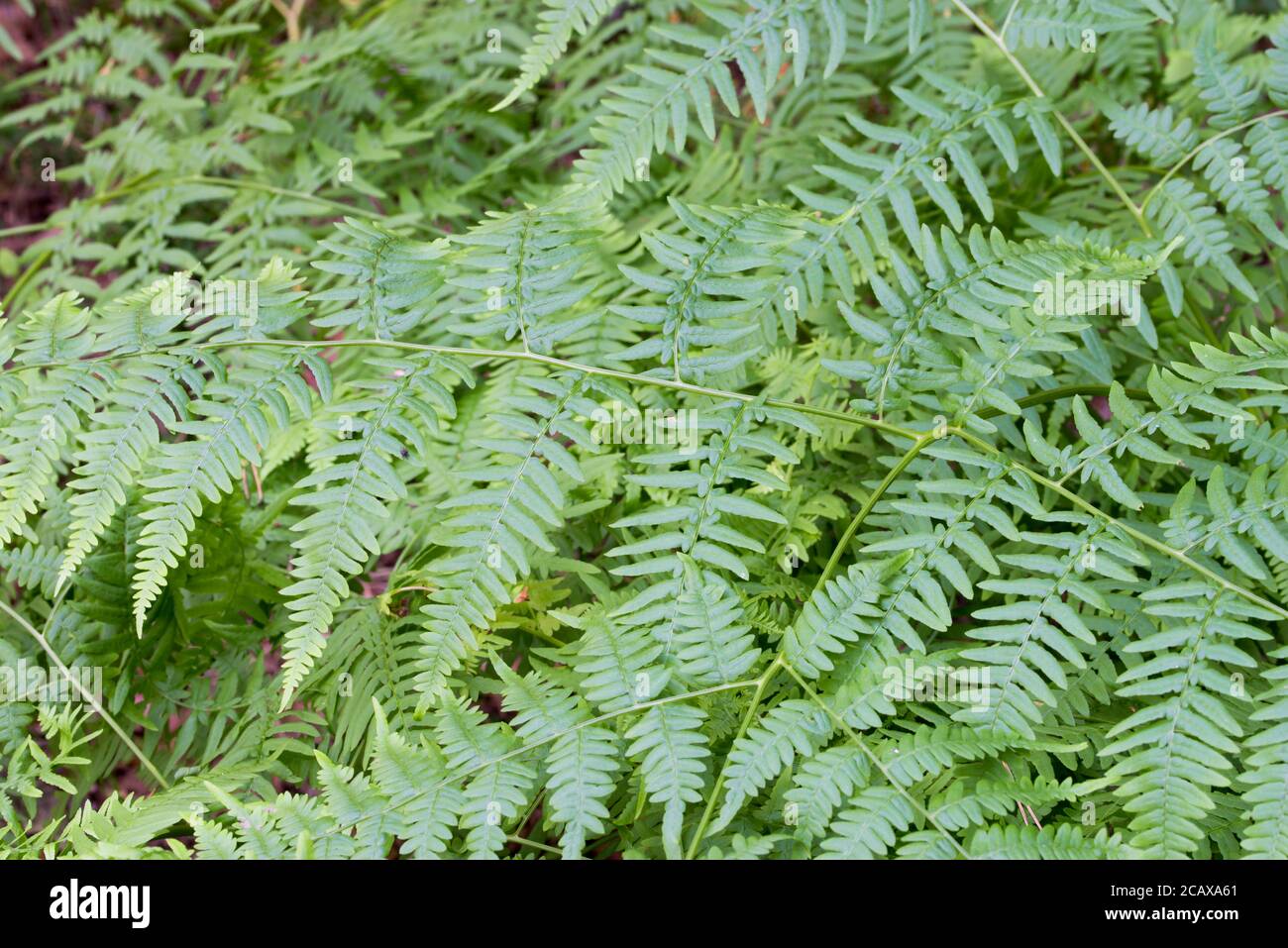 Pteridium aquilinum , brake, common bracken, eagle fern green leaves closeup slective focus Stock Photo