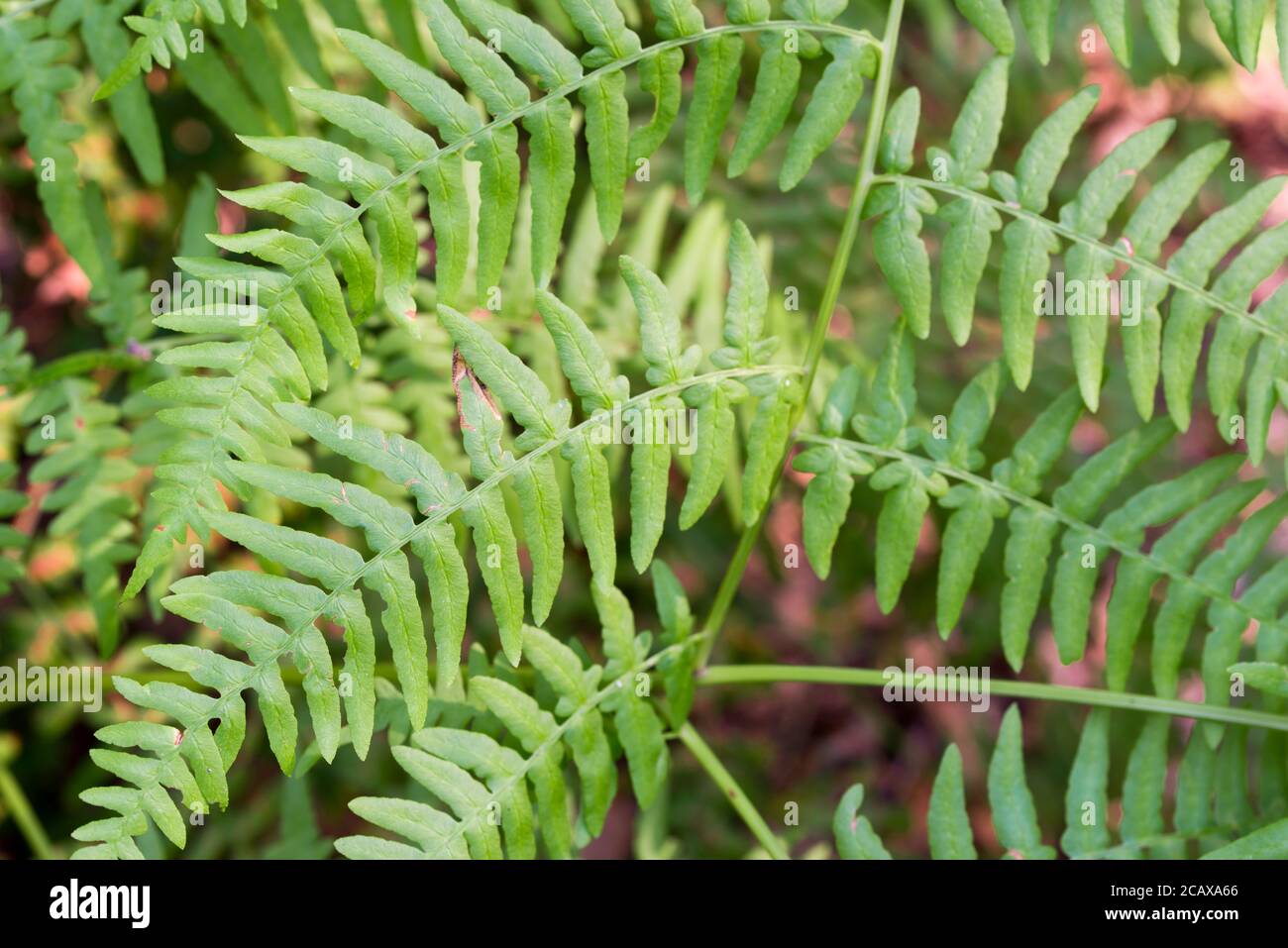 Pteridium aquilinum , brake, common bracken, eagle fern green leaves closeup slective focus Stock Photo