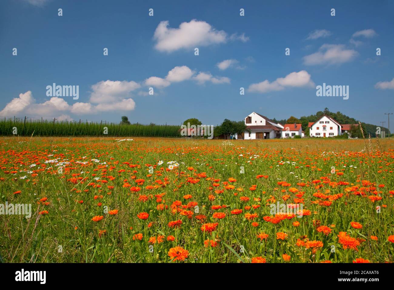 geography / travel, Germany, Bavaria, Wolnzach, marigold near Wolnzach, Hallertau, Upper Bavaria, Sout, Additional-Rights-Clearance-Info-Not-Available Stock Photo