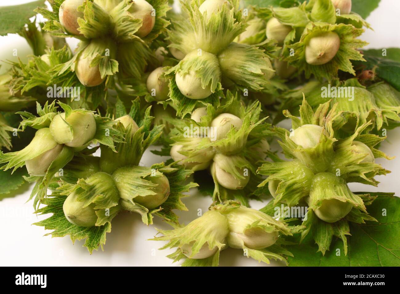 Wild hazelnuts in bulk on white as background Stock Photo