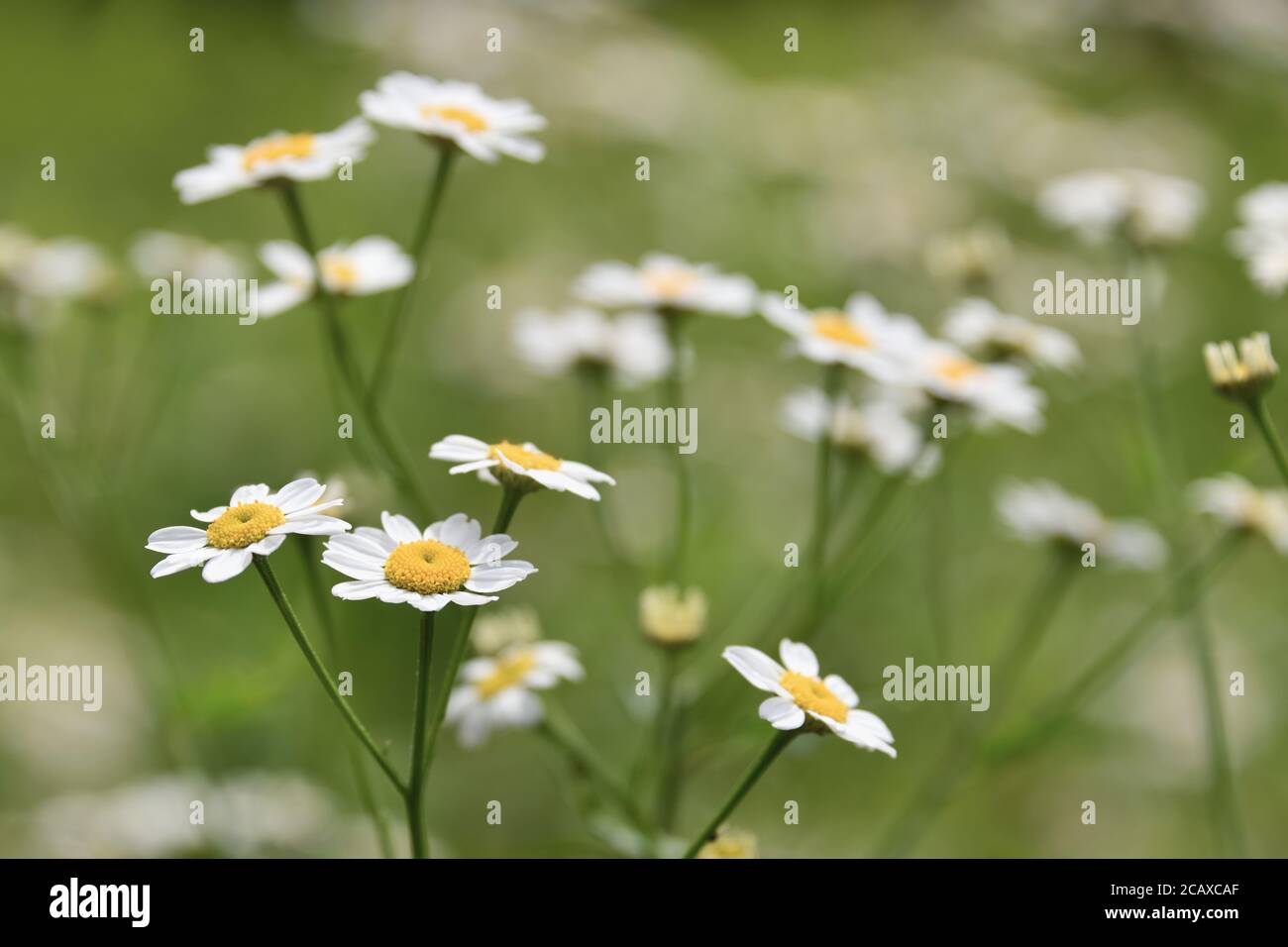 Feverfew, Tanacetum parthenium, flowering plant in the daisy family, Asteraceae. Traditional medicinal herb for fever, headache and arthritis. Stock Photo