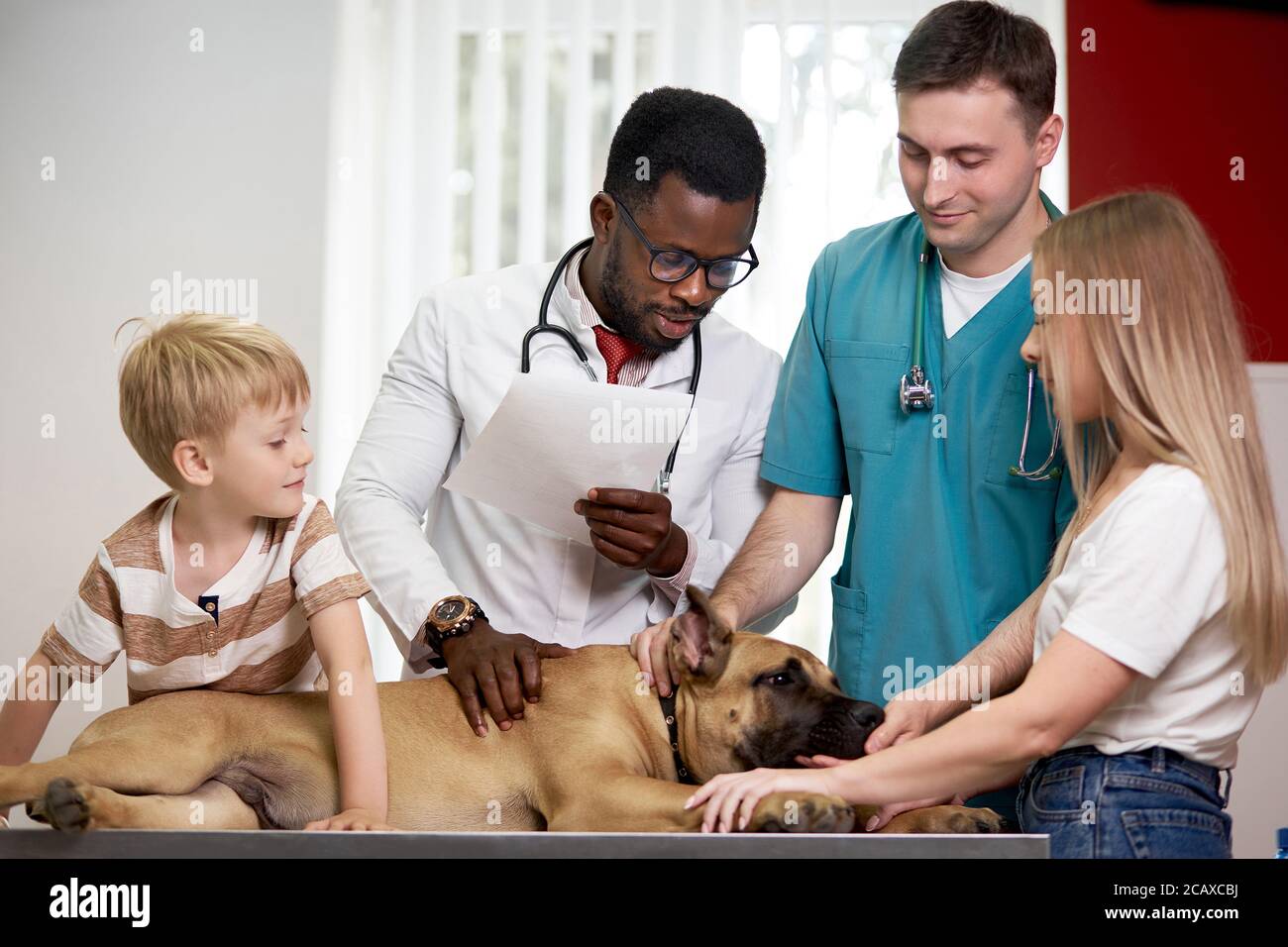 group team of veterinarian with big dog at exam in the office, help