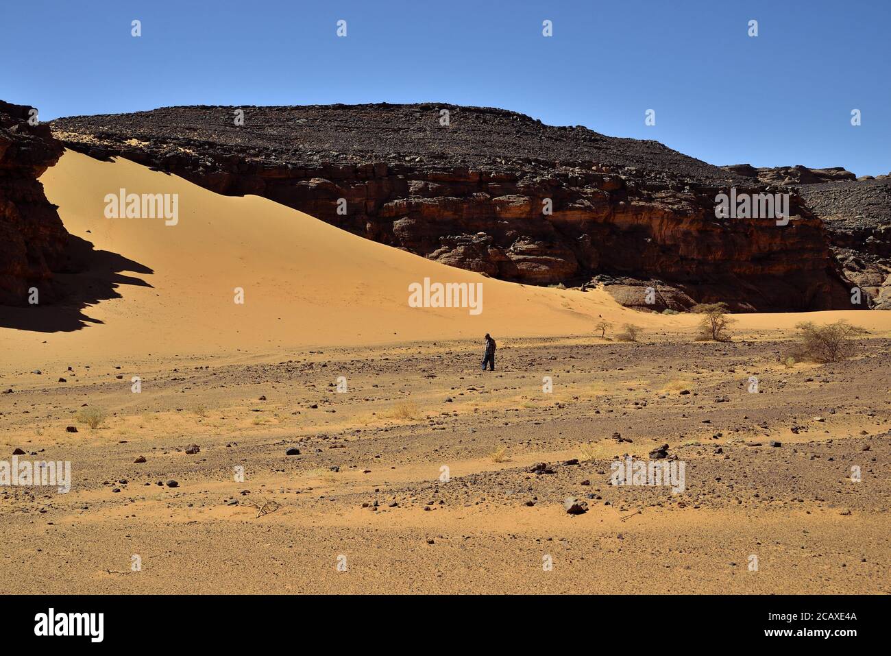 SAHARA SAND DUNES, ROCK FORMATIONS, DESERT PLANTS AND SHRUBS IN ALGERIA. TRAVEL AND ADVENTURE IN ALGERIA. Stock Photo