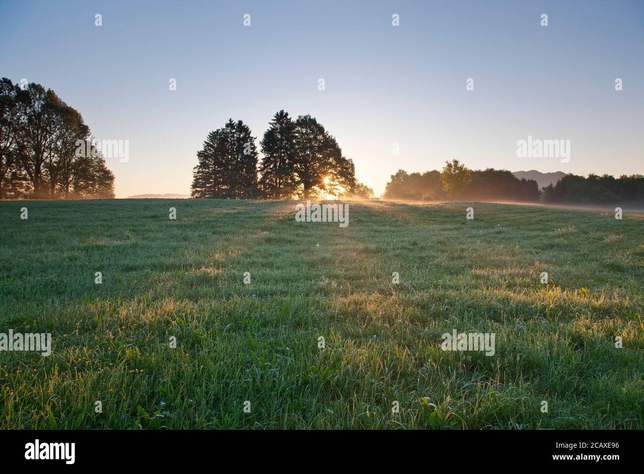 geography / travel, Germany, Bavaria, Sindelsdorf, sunbeam fall at sunrise across a lime, Additional-Rights-Clearance-Info-Not-Available Stock Photo