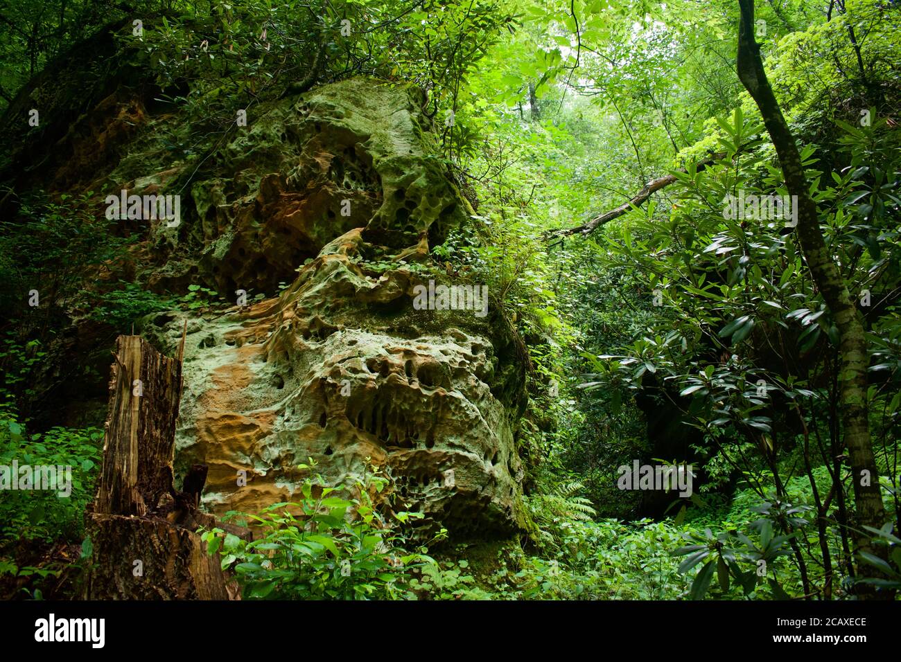 Natural Bridge, Kentucky. Beautiful rock structure covered in green plants. Stock Photo