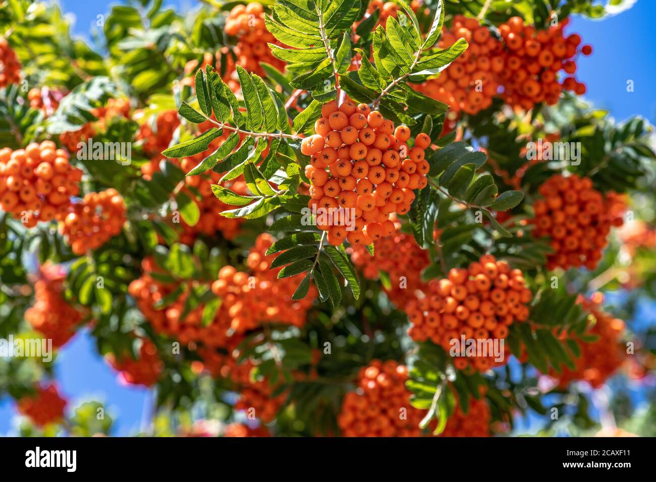 Rowan or Mountain-Ash (Sorbus aucuparia) Fruits Stock Photo