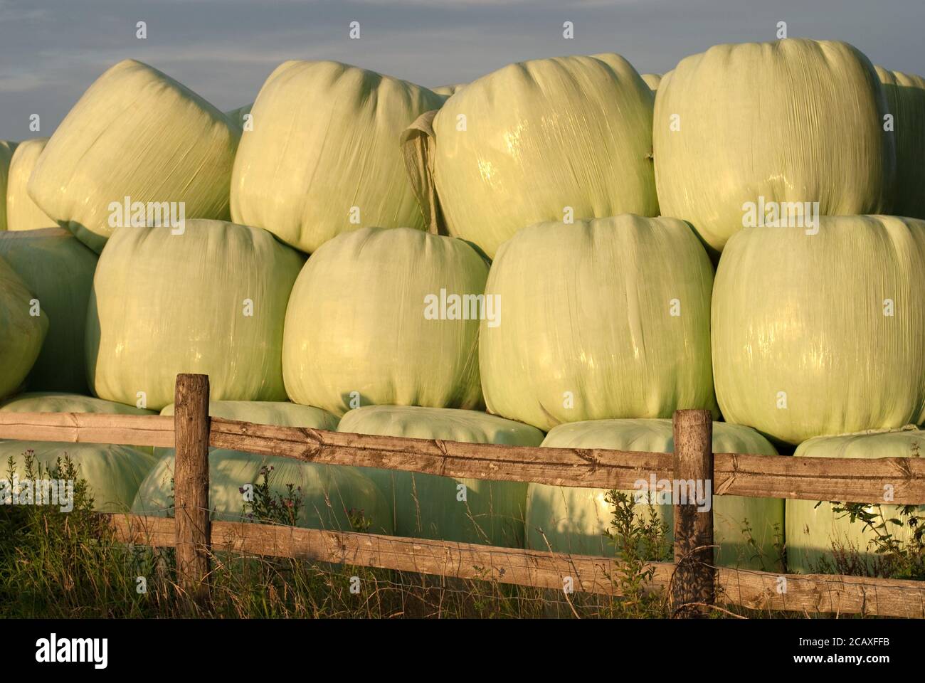 Plastic wrapped hay bails Stock Photo