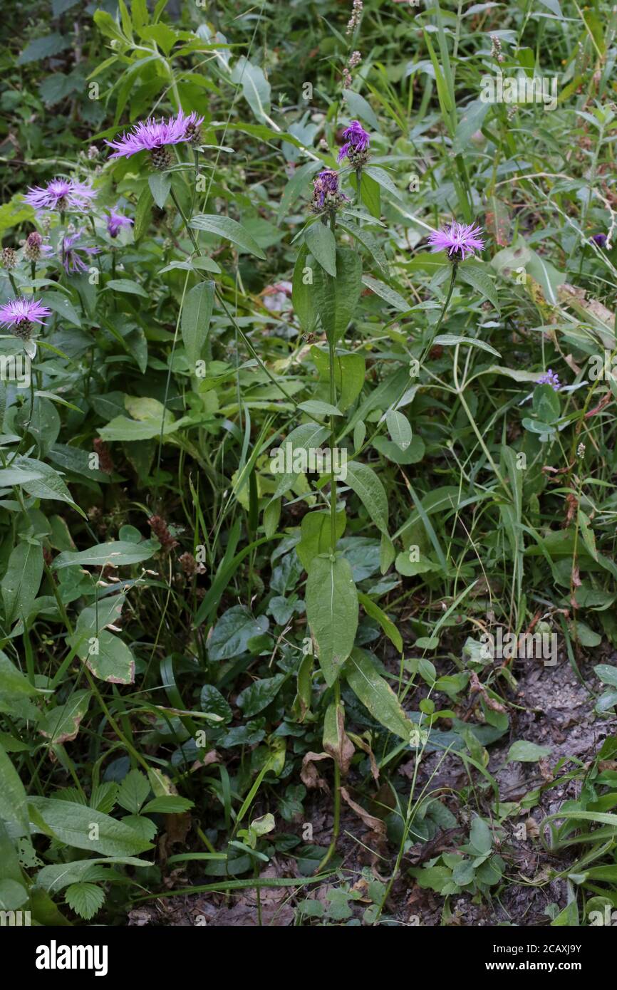 Centaurea nigrescens, Doubtful Knapweed. Wild plant shot in summer. Stock Photo