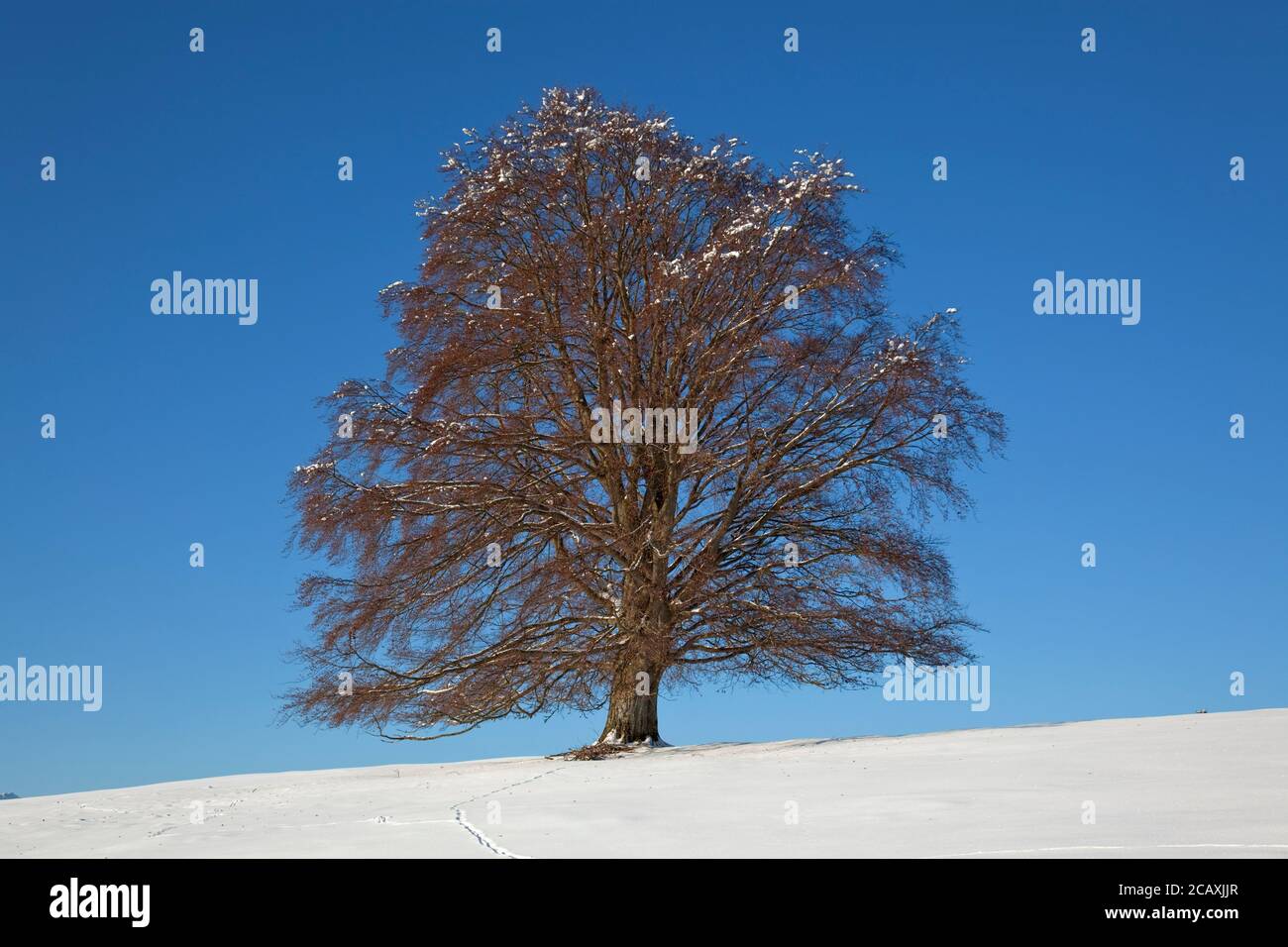 geography / travel, Germany, Bavaria, near Rieden, beech in winter, East Allgaeu, Allgaeu, Swabian, So, Additional-Rights-Clearance-Info-Not-Available Stock Photo
