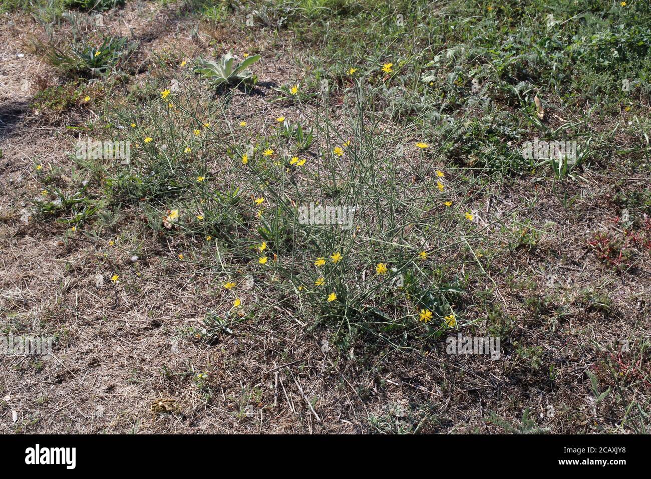 Chondrilla juncea, Gumsuccory. Wild plant shot in summer. Stock Photo