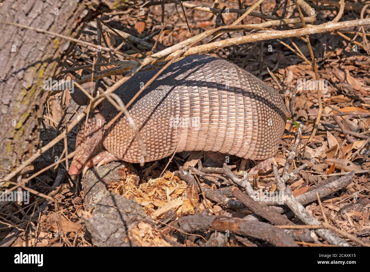 Nine Banded Armadillo searching for food in the Undergrowth in the Aransas National Wildlife Refuge in Texas Stock Photo