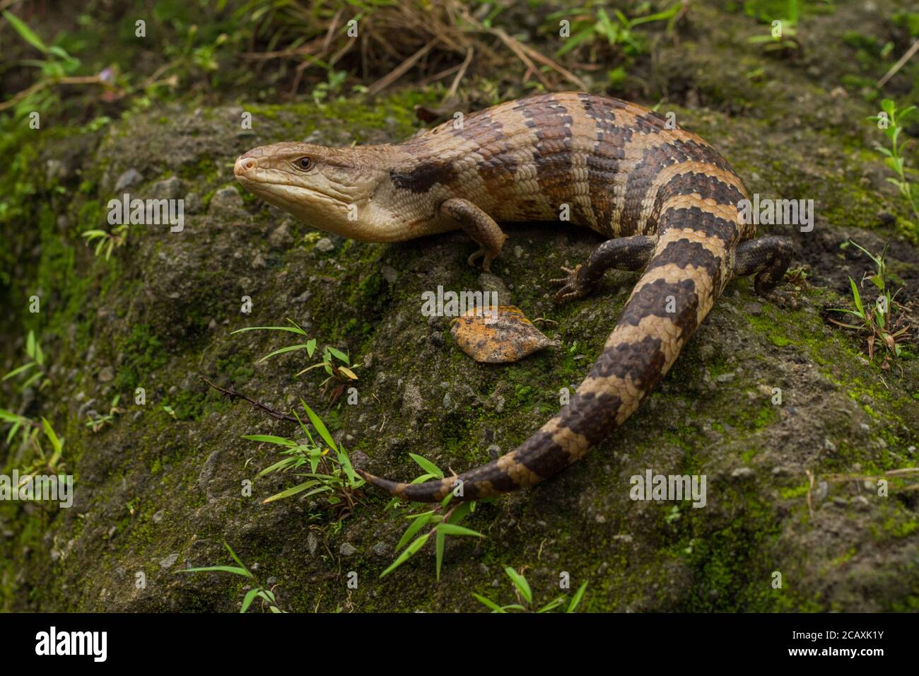 Blue alligator lizard hi-res stock photography and images - Alamy