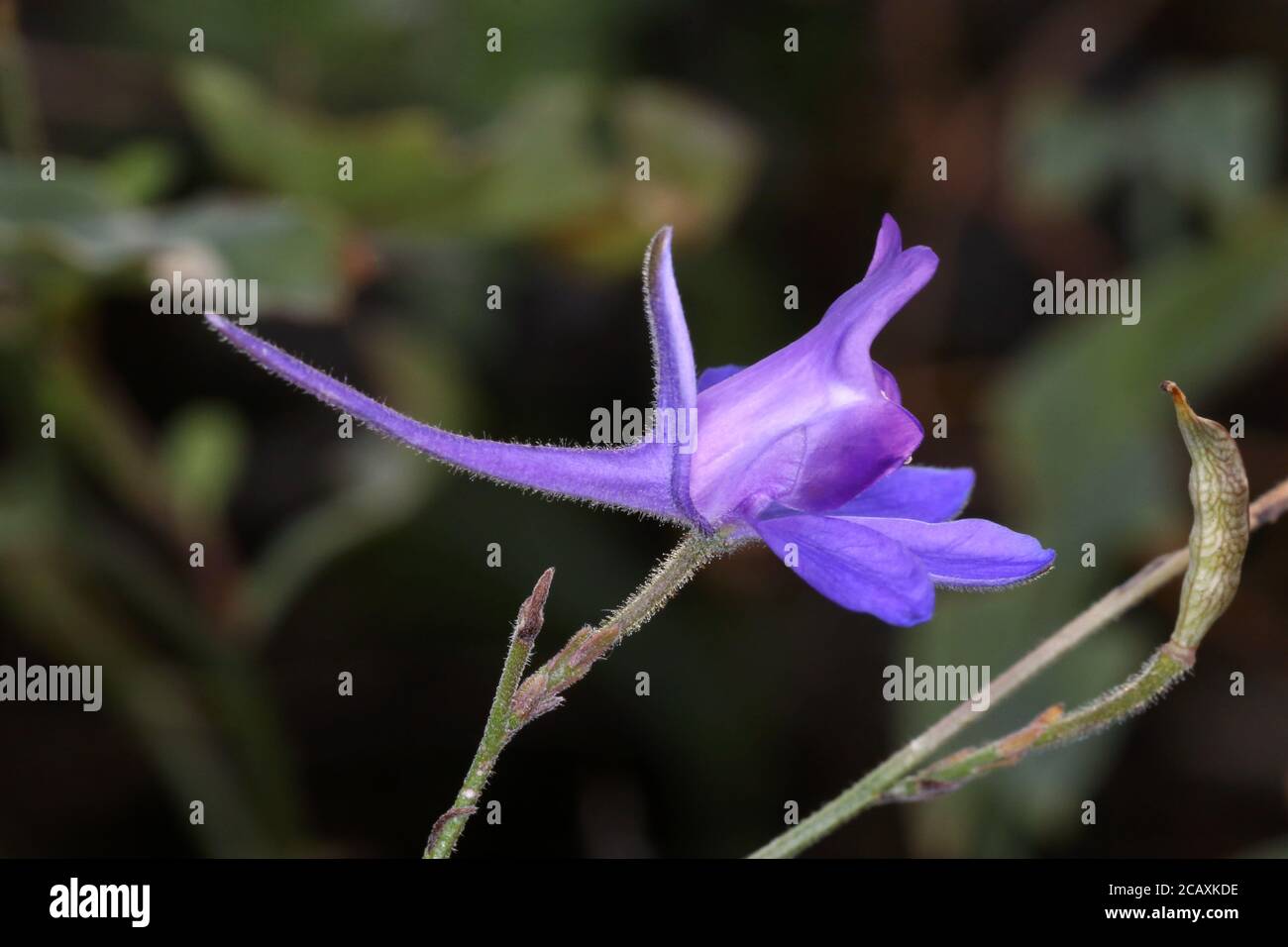 Forking larkspur hi-res stock photography and images - Alamy