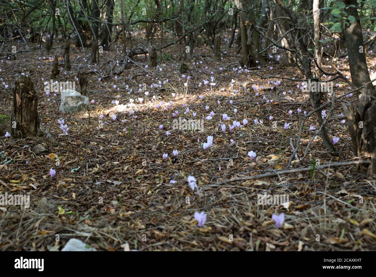 Cyclamen hederifolium, Sowbread Cyclamen. Wild plant shot in summer. Stock Photo