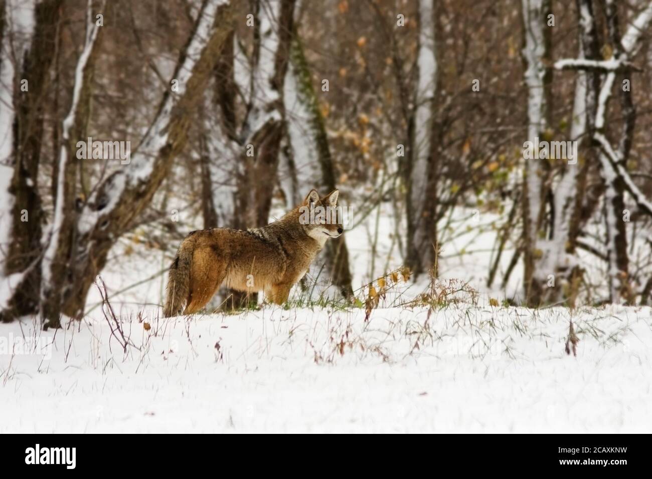 A coyote crosses  the edge of a snow covered forest while on a winter journey. Stock Photo