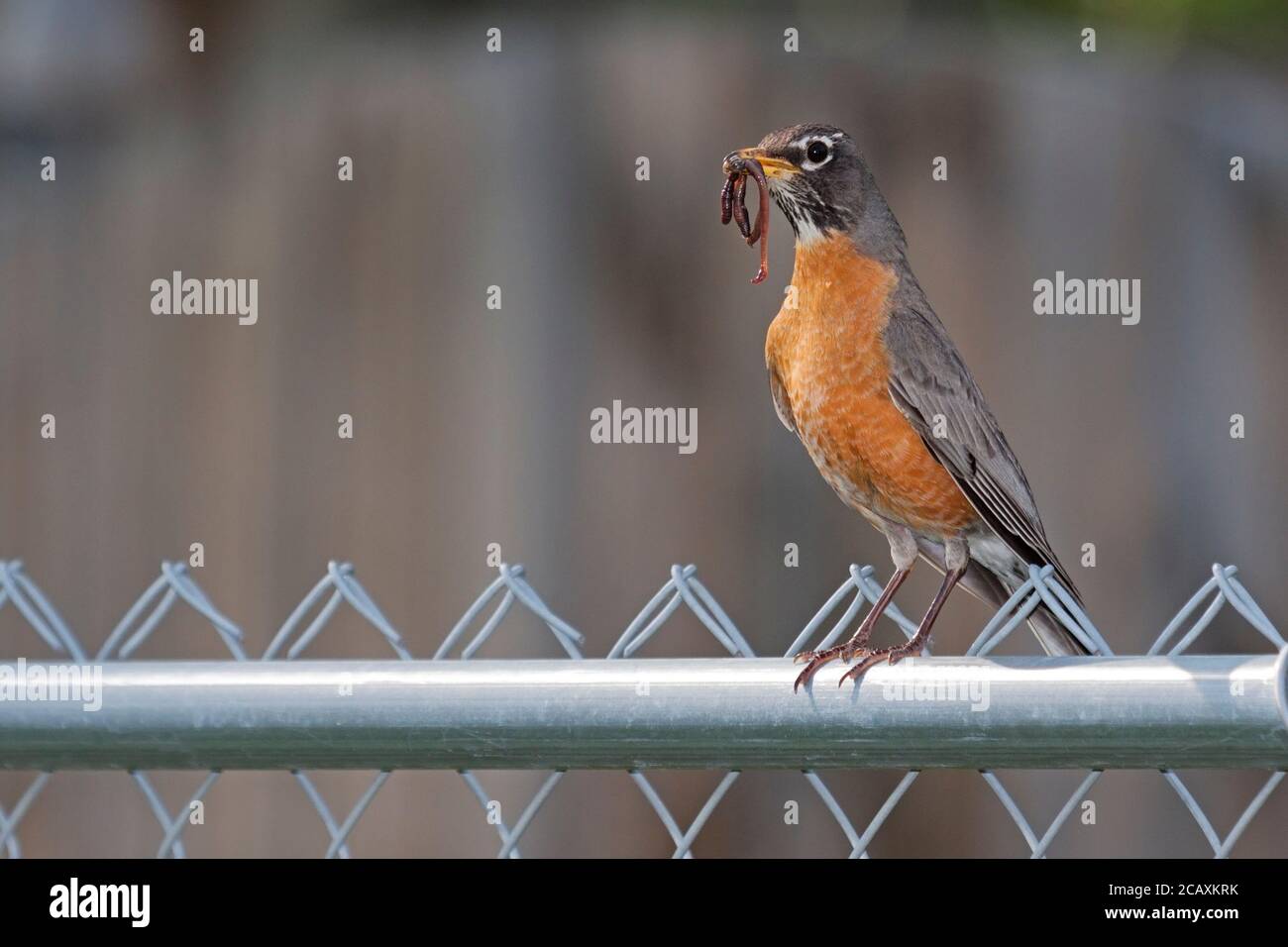 An American Robin clutches an earthworm in its beak while standing on a chainlink fence. Stock Photo