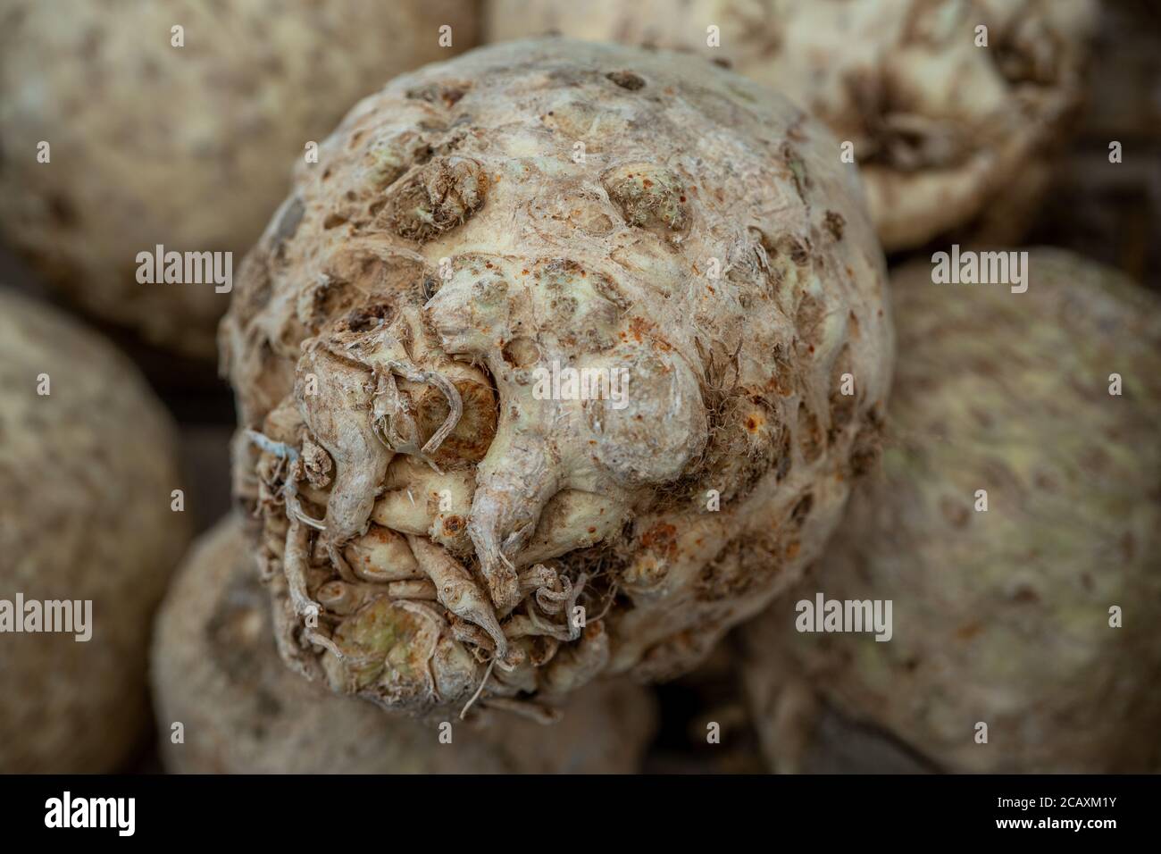 Tuber of celery, raw vegetables from market, farm fresh produce, organic food. Macro photo Stock Photo