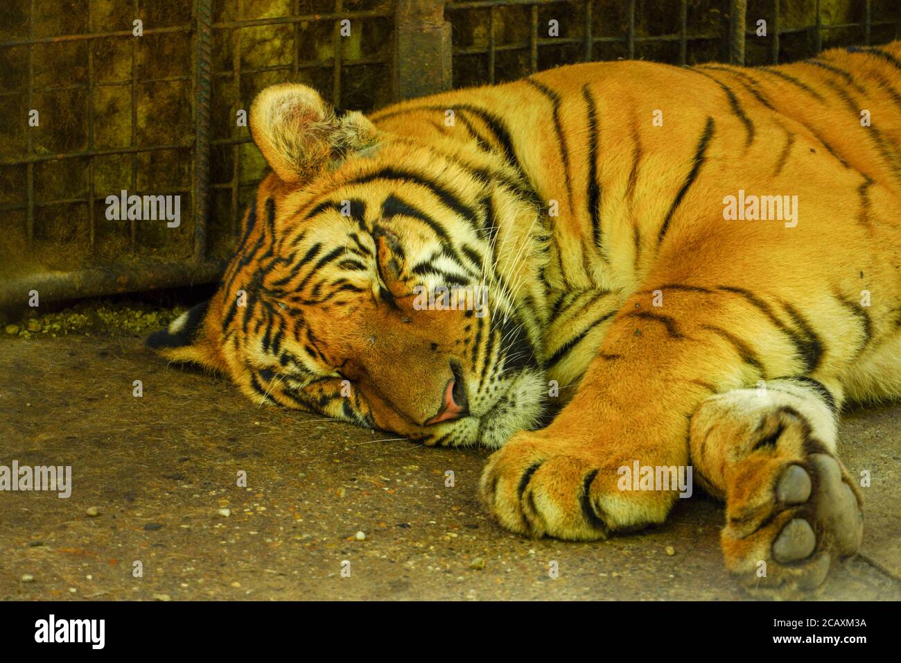 Tiger sleeping asia hi-res stock photography and images - Alamy