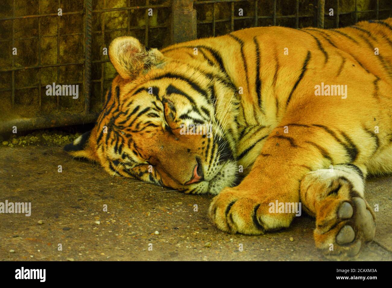 Tiger sleeping on the ground on a sunny day Stock Photo