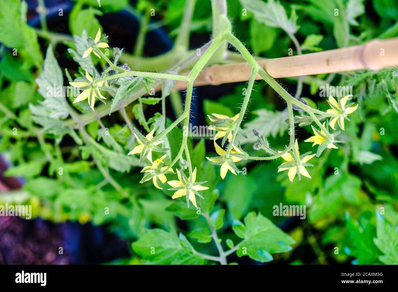 Flowers on tomato plants growing in pots in greenhouse on UK allotment