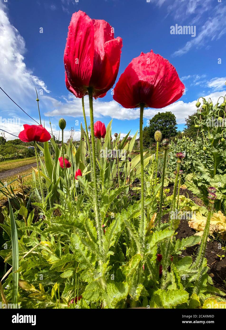 Flowers of red poppies growing in UK allotment Stock Photo