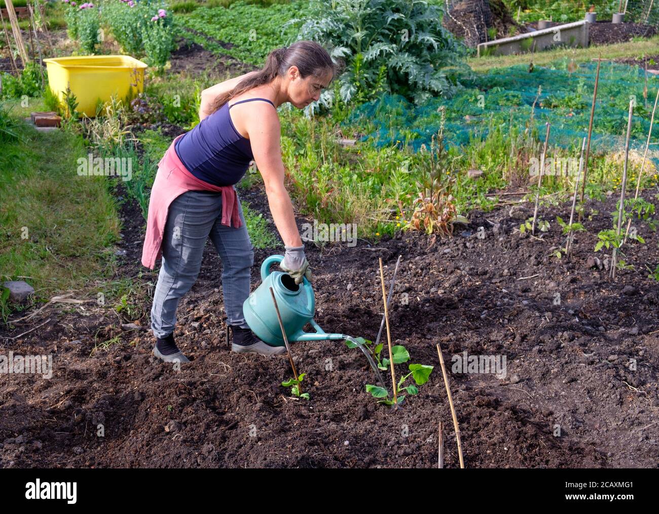 Woman watering newly planet pumpkin plants on an allotment Stock Photo