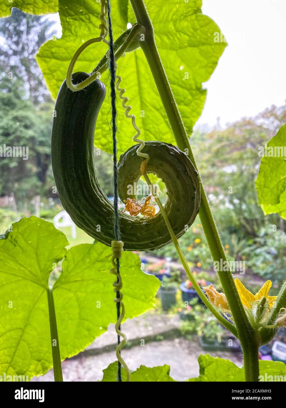 Curved cucumber growing on plant, making the number six Stock Photo Alamy