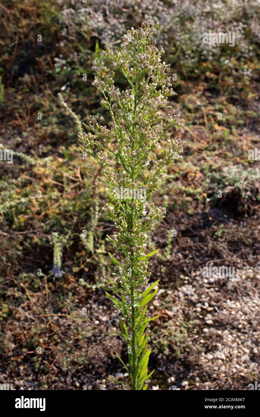 erigeron-canadensis-conyza-canadensis-canadian-fleabane-wild-plant
