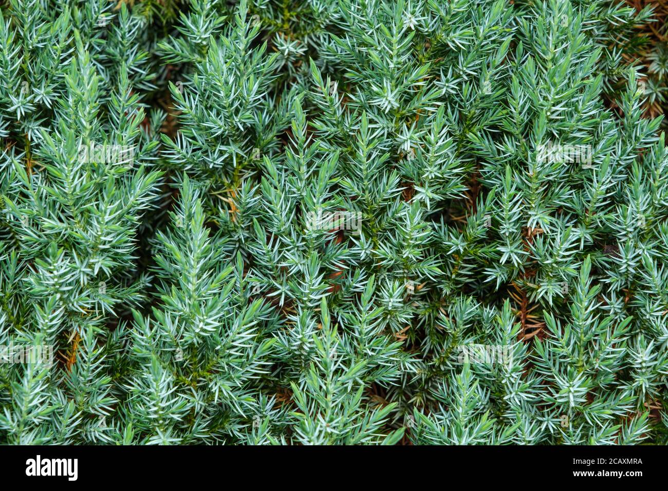 Close-up of conifers growing in UK garden in summer Stock Photo