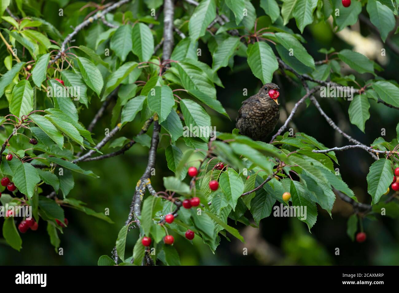 Red Biddy High Resolution Stock Photography and Images - Alamy