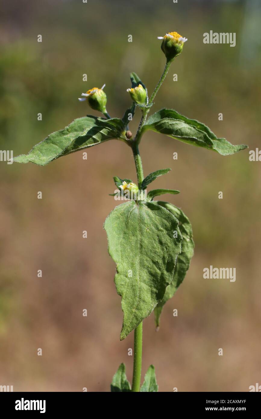 Galinsoga parviflora, Gallant Soldier. Wild plant shot in summer. Stock Photo
