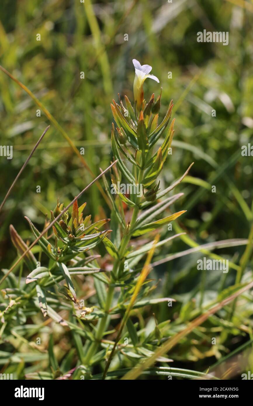 Gratiola officinalis, Hedge hyssop. Wild plant shot in summer. Stock Photo
