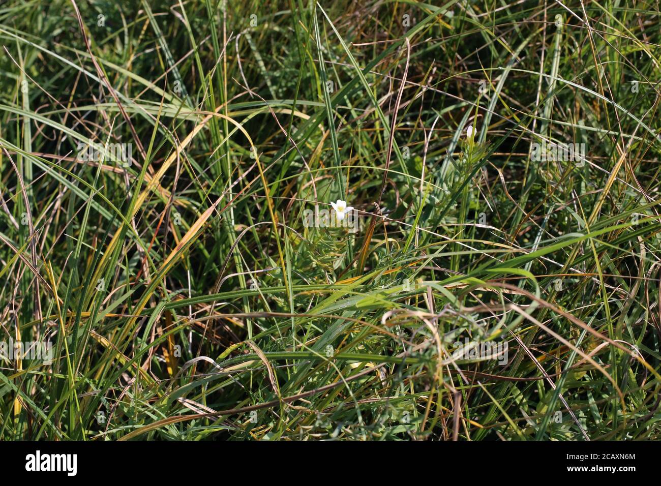 Gratiola officinalis, Hedge hyssop. Wild plant shot in summer. Stock Photo