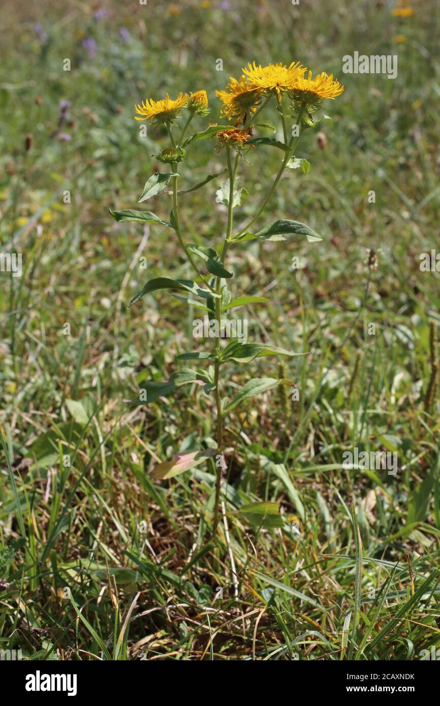 Inula britannica, British yellowhead, Meadow Fleabane. Wild plant shot in summer. Stock Photo