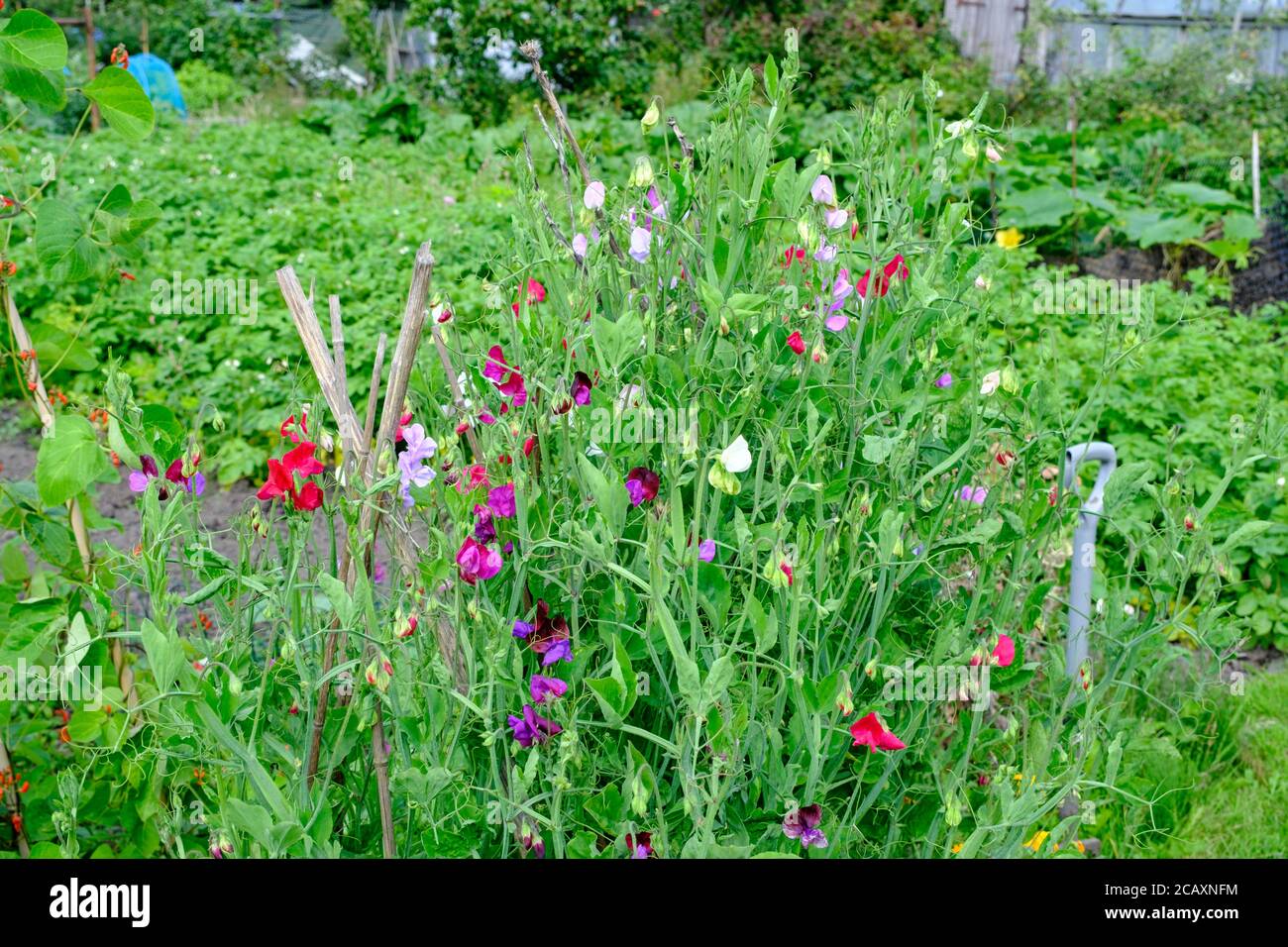 Sweetpeas in flower, growing on UK allotment Stock Photo