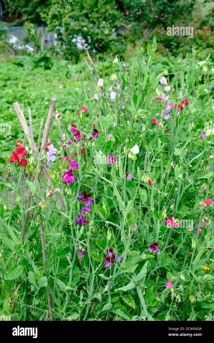 Sweetpeas in flower, growing on UK allotment Stock Photo