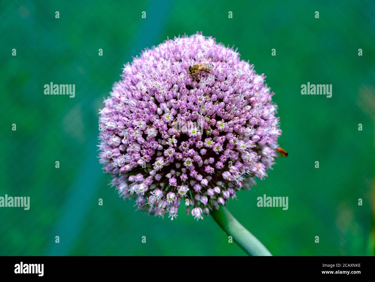 Flower of leek (Allium porrum) with honeybee Stock Photo