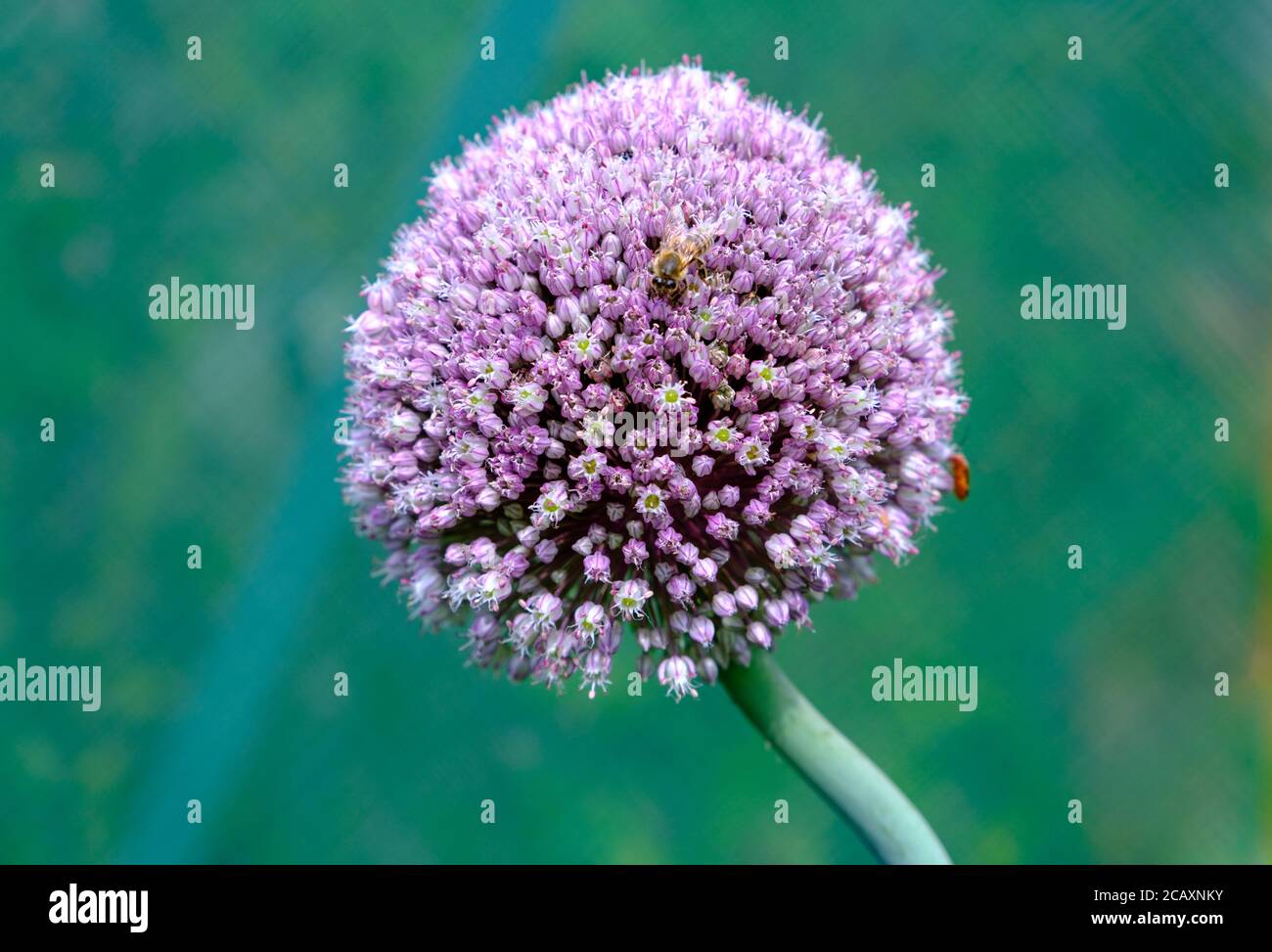 Flower of leek (Allium porrum) with honeybee Stock Photo